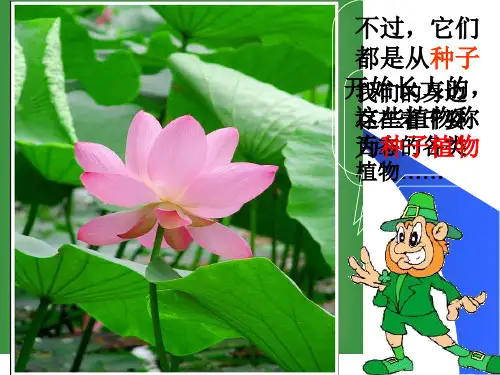 初一生物《种子植物》PPT课件共26页文档