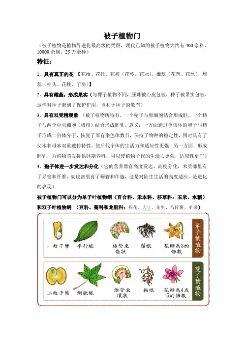 被子植物门