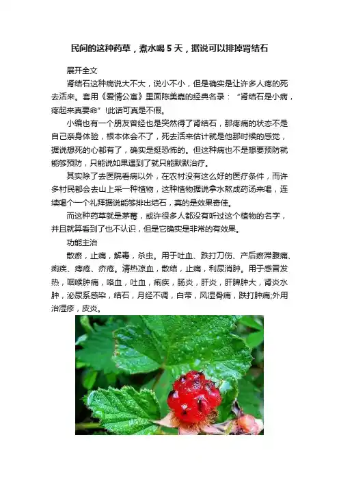 民间的这种药草，煮水喝5天，据说可以排掉肾结石