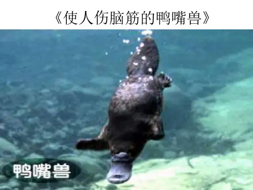 八年级语文使人伤脑筋的鸭嘴兽-P