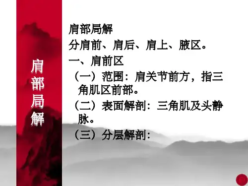 肩部解剖