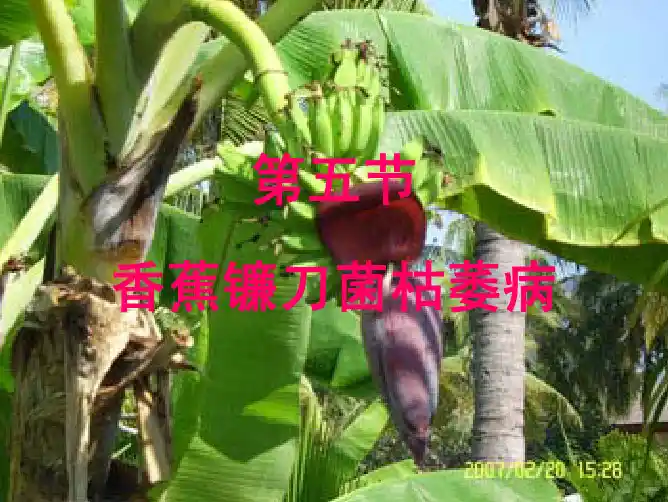 第五节 香蕉镰刀菌枯萎病