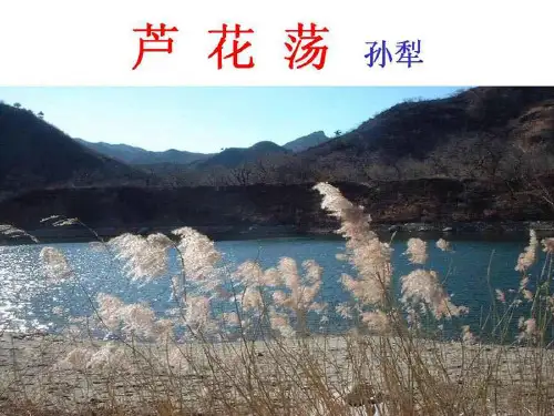 鲁教版七年级下册语文课件%3A3 芦花荡 (共97张PPT)