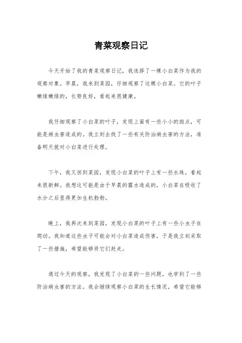 青菜观察日记