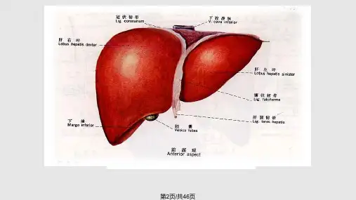 肝胆疾病14519学习