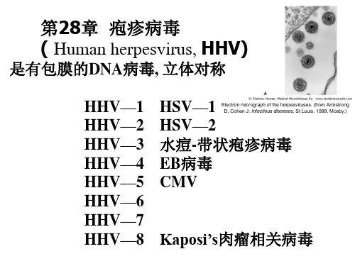 医学微生物学课件--第28章疱疹病毒资料教程