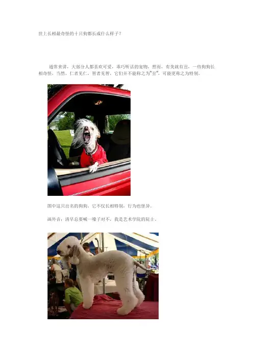 世上长相最奇怪的十只狗都长成什么样子