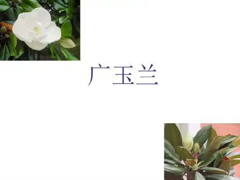 六年级语文广玉兰-人教版