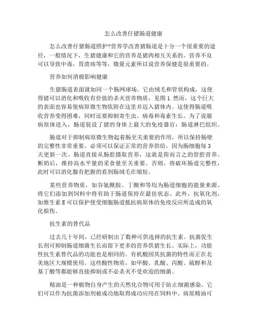 怎么改善仔猪肠道健康