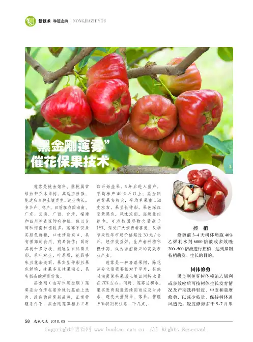“黑金刚莲雾”催花保果技术