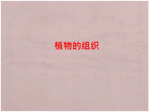 药用植物学课件——根