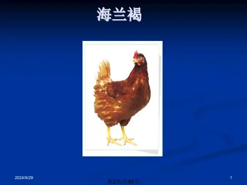 鸡的饲养管理.pptx