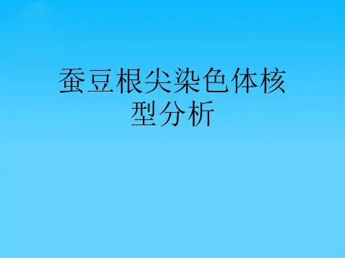 蚕豆根尖染色体核型分析