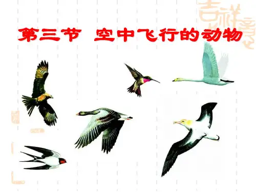 人教版八上《空中飞行的动物》课件1
