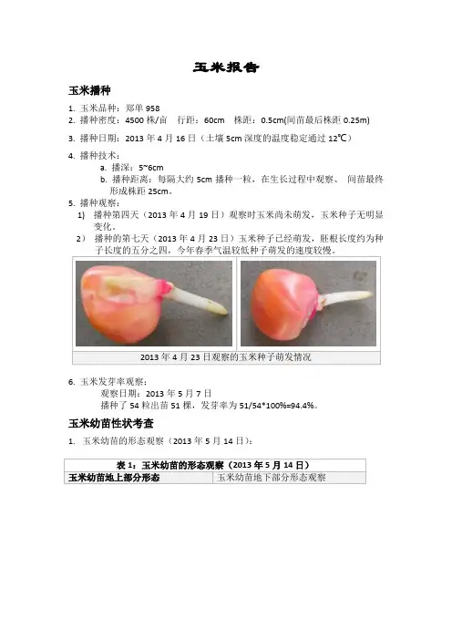 玉米报告田间实验报告