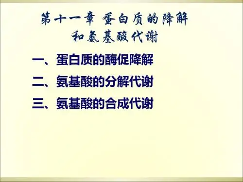 蛋白质代谢12