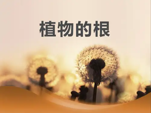 植物的根-PPT课件详解