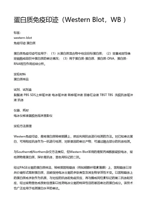 蛋白质免疫印迹(Western Blot,WB )