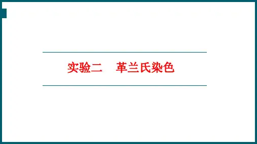 革兰氏染色