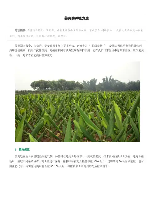 姜黄的种植方法