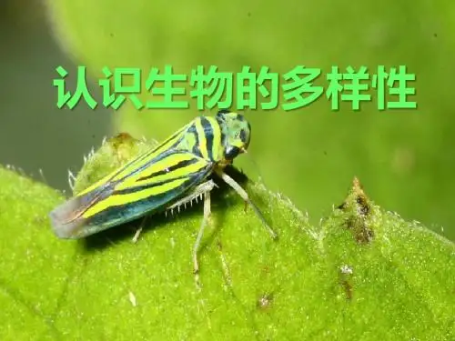 认识生物的多样性 教学PPT课件