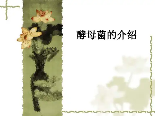 酵母菌的介绍ppt课件