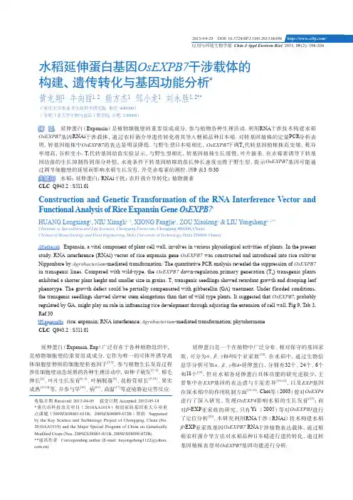 OsEXPB7干涉载体的构建、遗传转化与基因功能分析