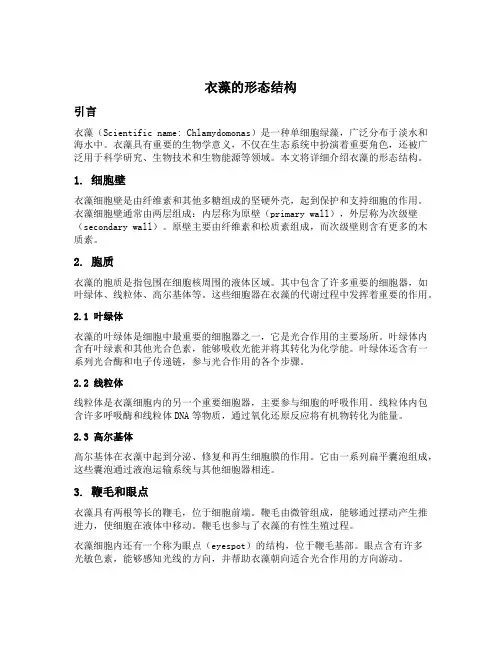 衣藻的形态结构