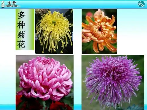 人教版八年级下册生物第七单元第二章第五节 生物的变异课件
