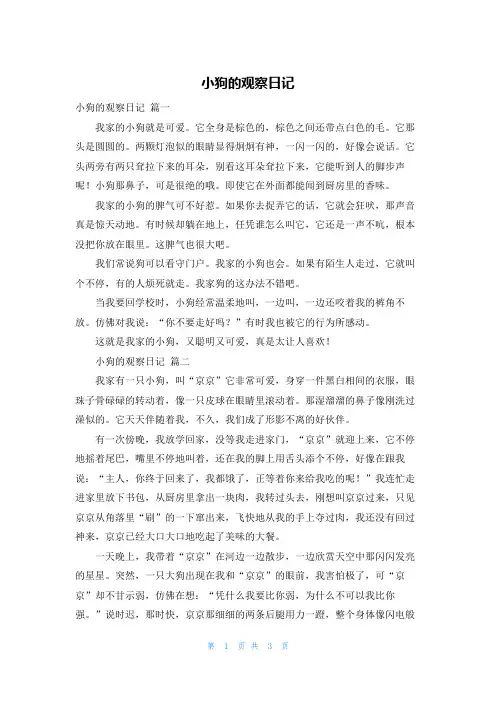 小狗的观察日记
