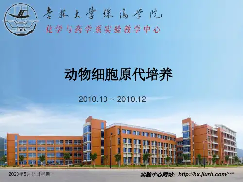 动物细胞原代培养
