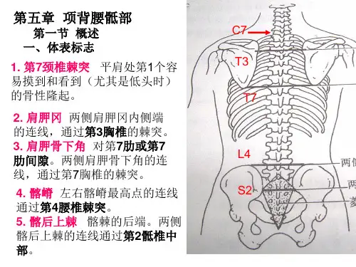人体解剖学资料—项背腰骶部