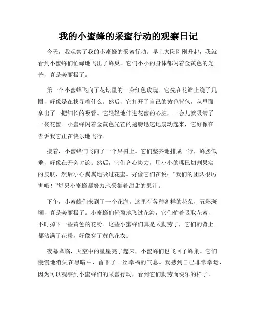小学三年级作文我的小蜜蜂的采蜜行动的观察日记