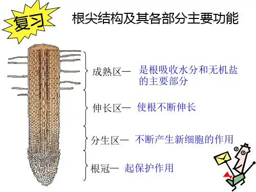 《根对水分的吸收》课件