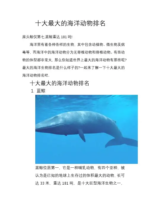 海洋中最大的动物是什么