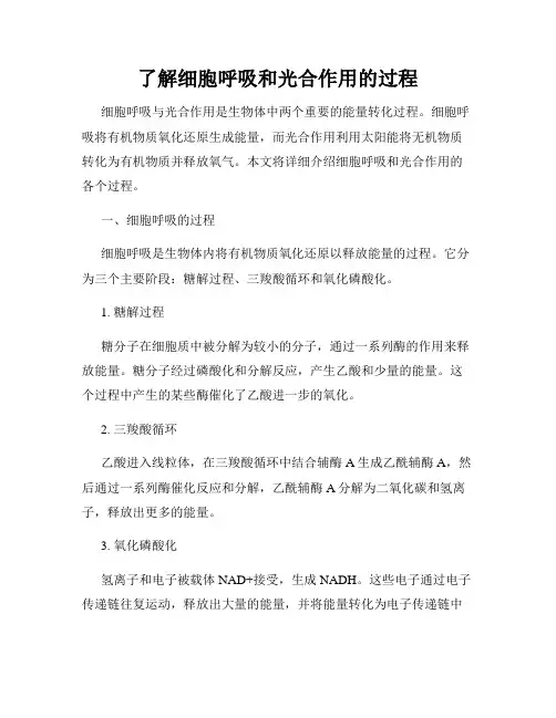了解细胞呼吸和光合作用的过程