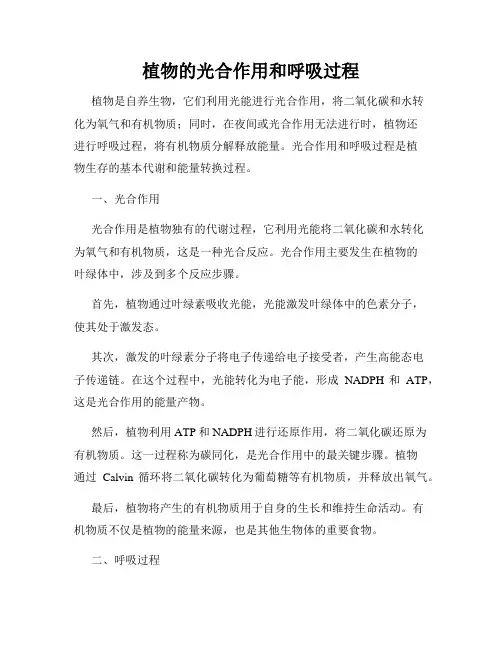 植物的光合作用和呼吸过程