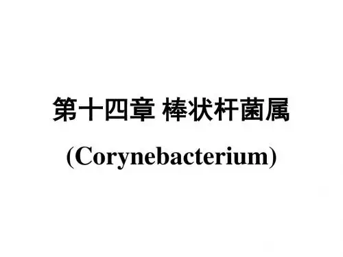 十四章棒状杆菌属Corynebacterium