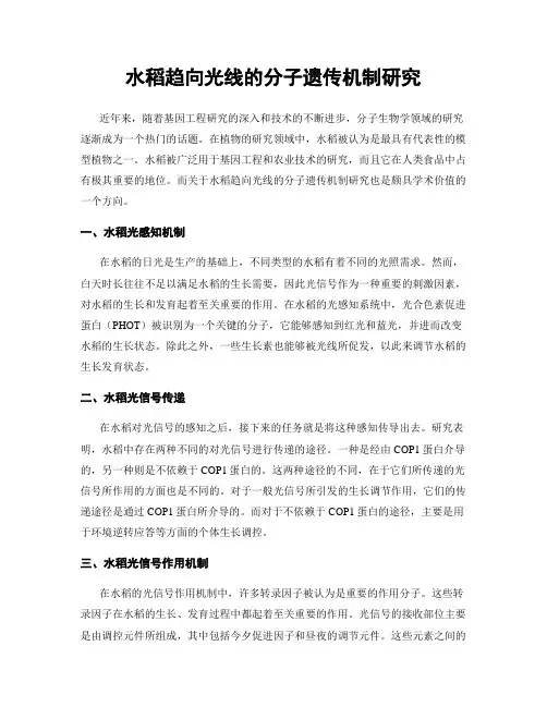 水稻趋向光线的分子遗传机制研究