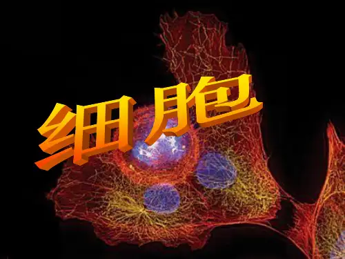 青岛版六年级科学《细胞》PPT课件