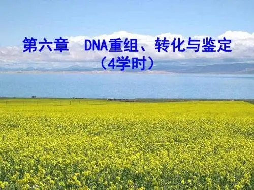 (参考)基因工程  第六章  DNA重组的操作