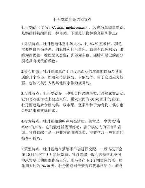 牡丹鹦鹉的介绍和特点