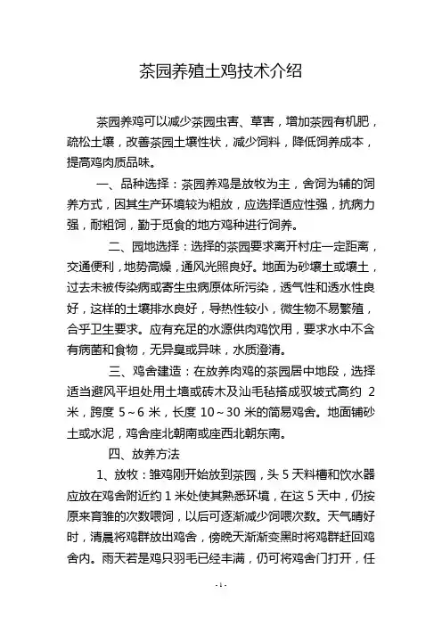 茶园养殖土鸡技术介绍