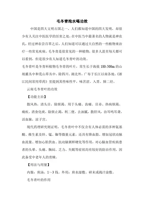 毛冬青泡水喝功效