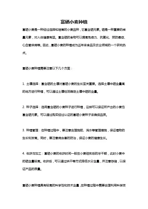 富硒小麦种植