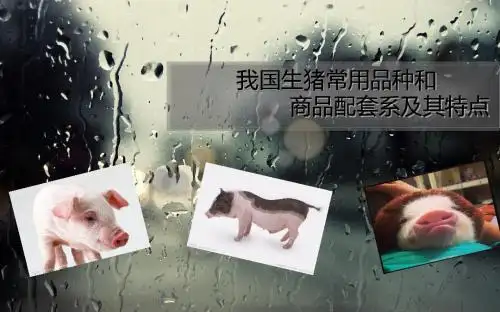 动物生产学讨论1