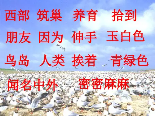 18《鸟岛》课件