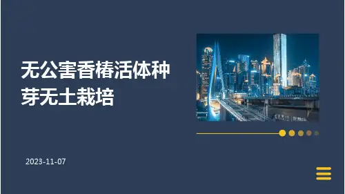 无公害香椿活体种芽无土栽培