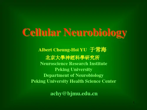 北大神经生物学2神经元和神经胶质细胞-神经元(课堂PPT)