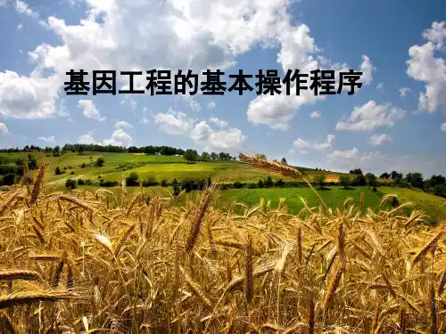 基因工程的操作步骤